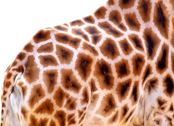 Girafa isolada sobre branco — Fotografia de Stock