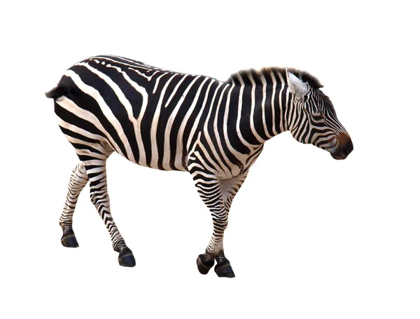 stock image Zebra isolated on white