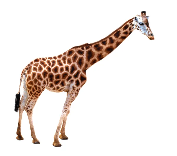 Жираф ізольований на білому — стокове фото
