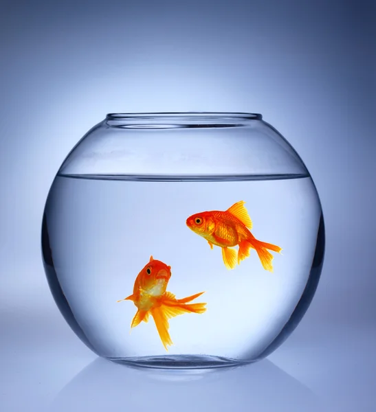 Gouden vissen in een aquarium — Stockfoto