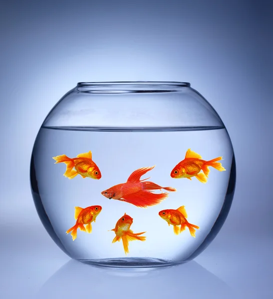 Gouden vissen in een aquarium — Stockfoto