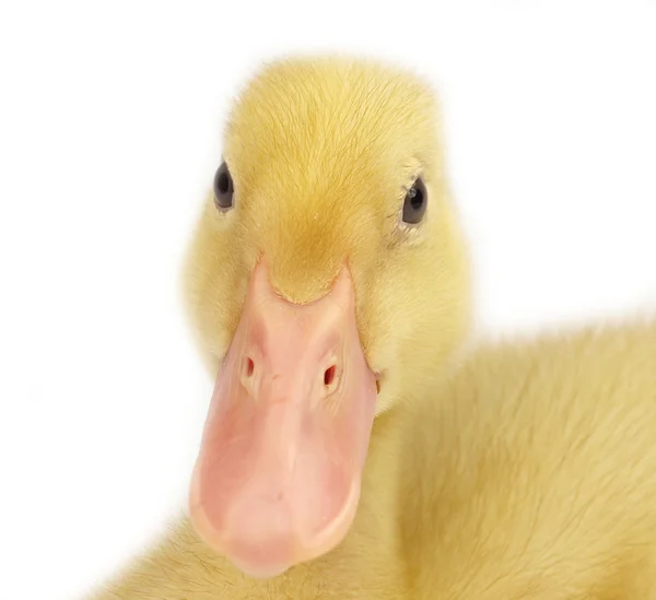 Cute duckling on white — Stock Photo, Image