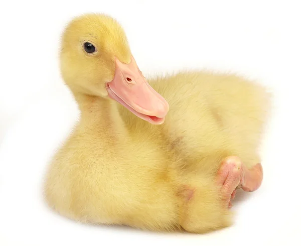 Cute duckling on white — Stock Photo, Image