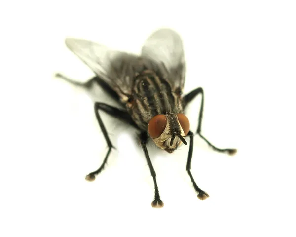 Beyaz zemin üzerinde ev sineği — Stok fotoğraf