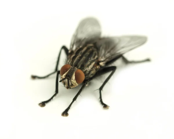 Beyaz zemin üzerinde ev sineği — Stok fotoğraf