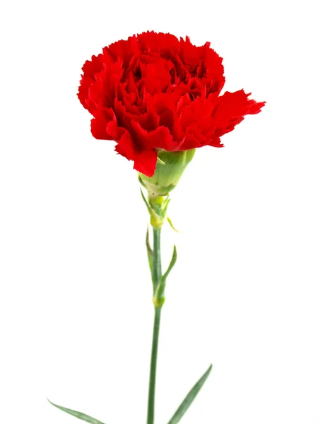 Carnation on white background — Stock Photo, Image
