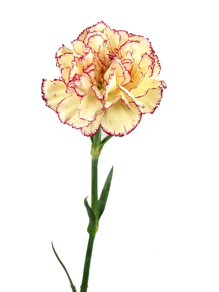 Carnation on white background — Stock Photo, Image