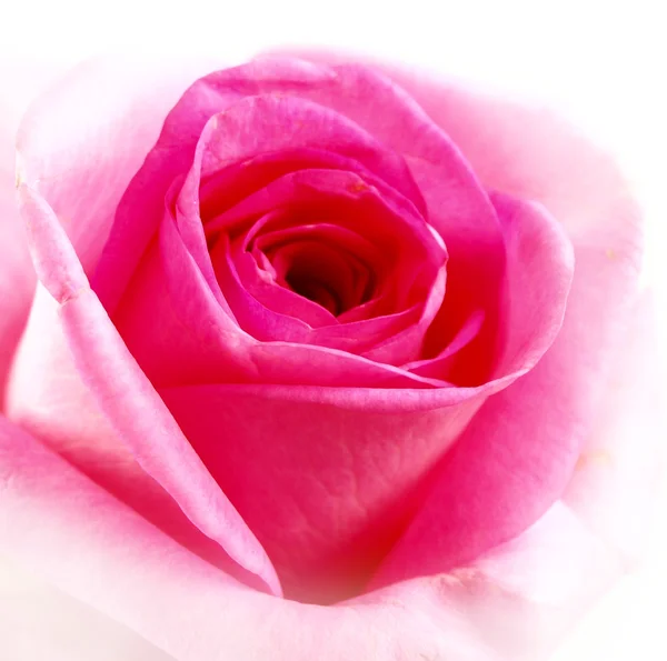 Růže detail — Stock fotografie