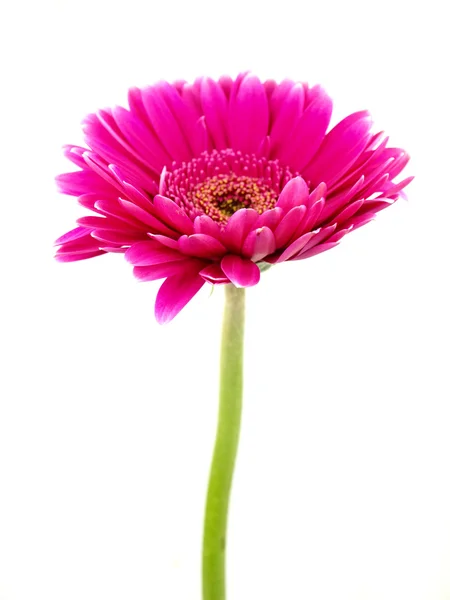 Foto de flor de gerber isolada no fundo branco — Fotografia de Stock