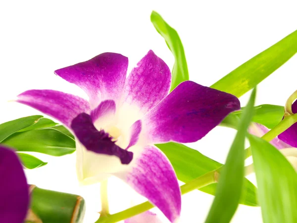 Güzel mor orkide cins dendrobium — Stok fotoğraf