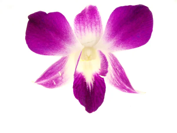 Beautiful purple orchid dendrobium — Stock Photo, Image