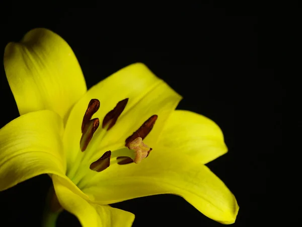Orchid på sort baggrund - Stock-foto