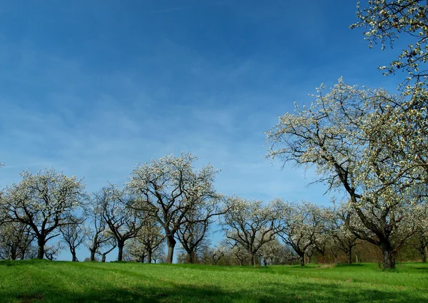 在深蓝色天空的乡村风景中，春天的树木在凋谢 — 图库照片