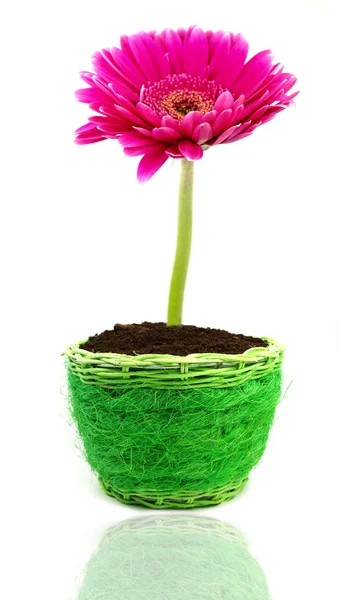 Beautiful gerber flower — Stock Photo, Image