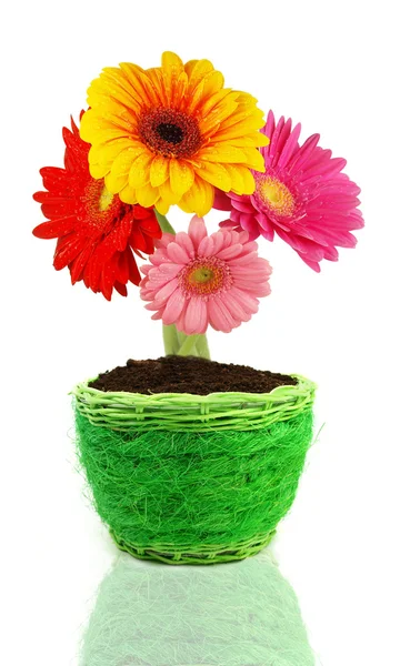 Coloridas flores de gerberas de primavera — Foto de Stock