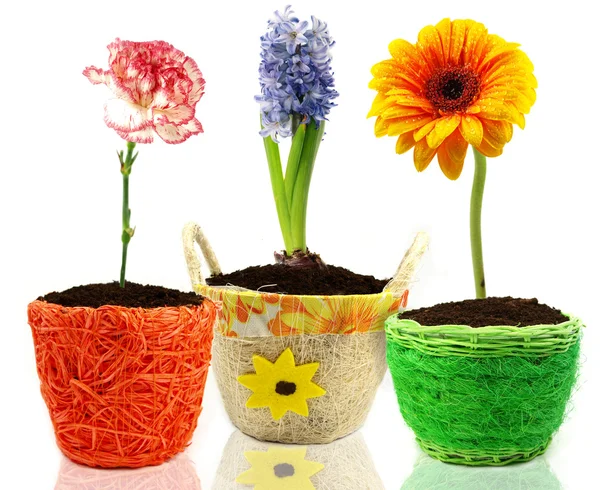 Colorful spring gerbera flowers — Stock Photo, Image