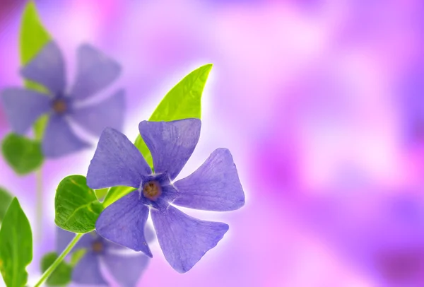 Λουλούδι άνοιξη βιολετί — Φωτογραφία Αρχείου