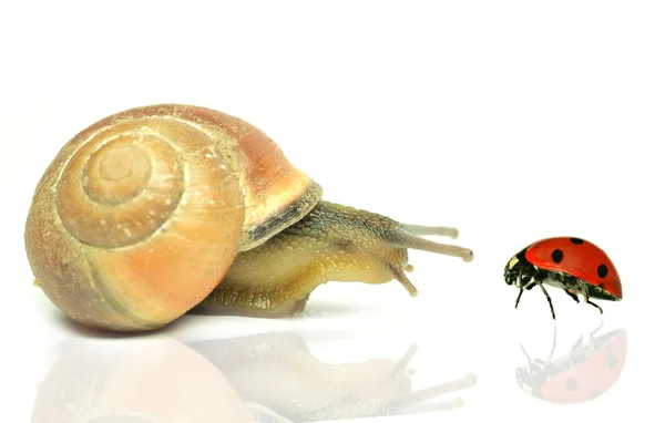 Snail with ladybug — Stock Photo, Image