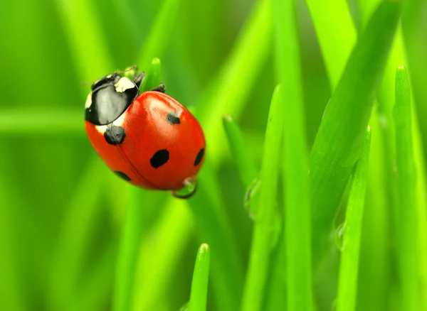 Beautiful ladybugs being mate on green leaves — Stock Photo, Image
