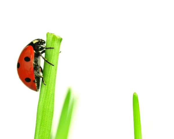 Yeşil yaprakları üzerinde güzel uğur böceği — Stok fotoğraf