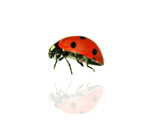Beautiful ladybug — Stock Photo, Image