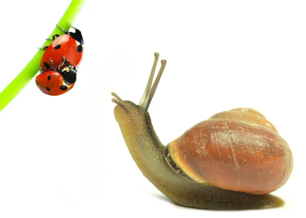 Snail with two ladybugs in love on white background — Stock Photo, Image