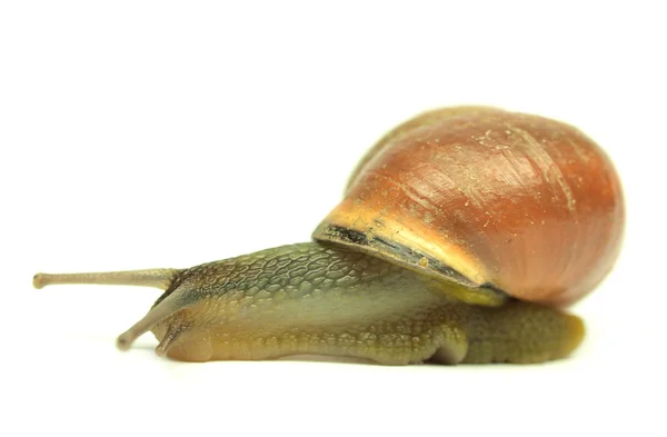 Snail isolated on white — Stock Photo, Image