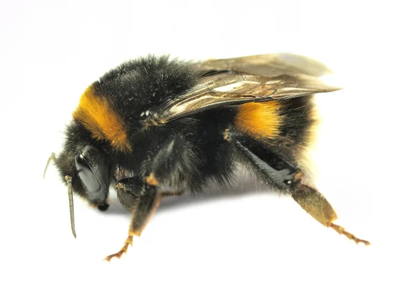 Mütevazi arı üzerinde beyaz izole — Stok fotoğraf
