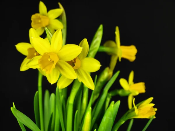 Narcisse fleur gros plan — Photo