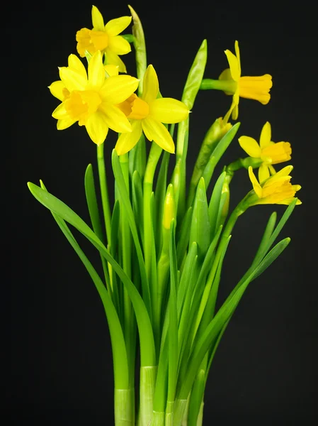 Narcissus close-up flower — Stock Photo, Image