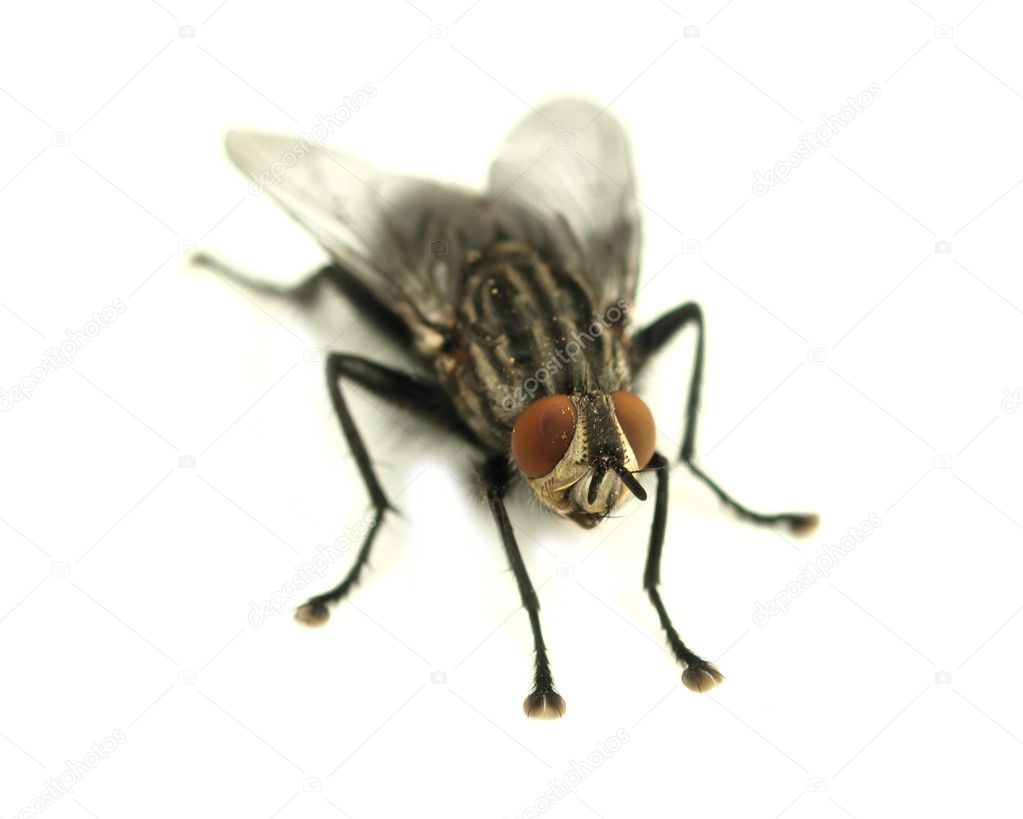 House fly on white background