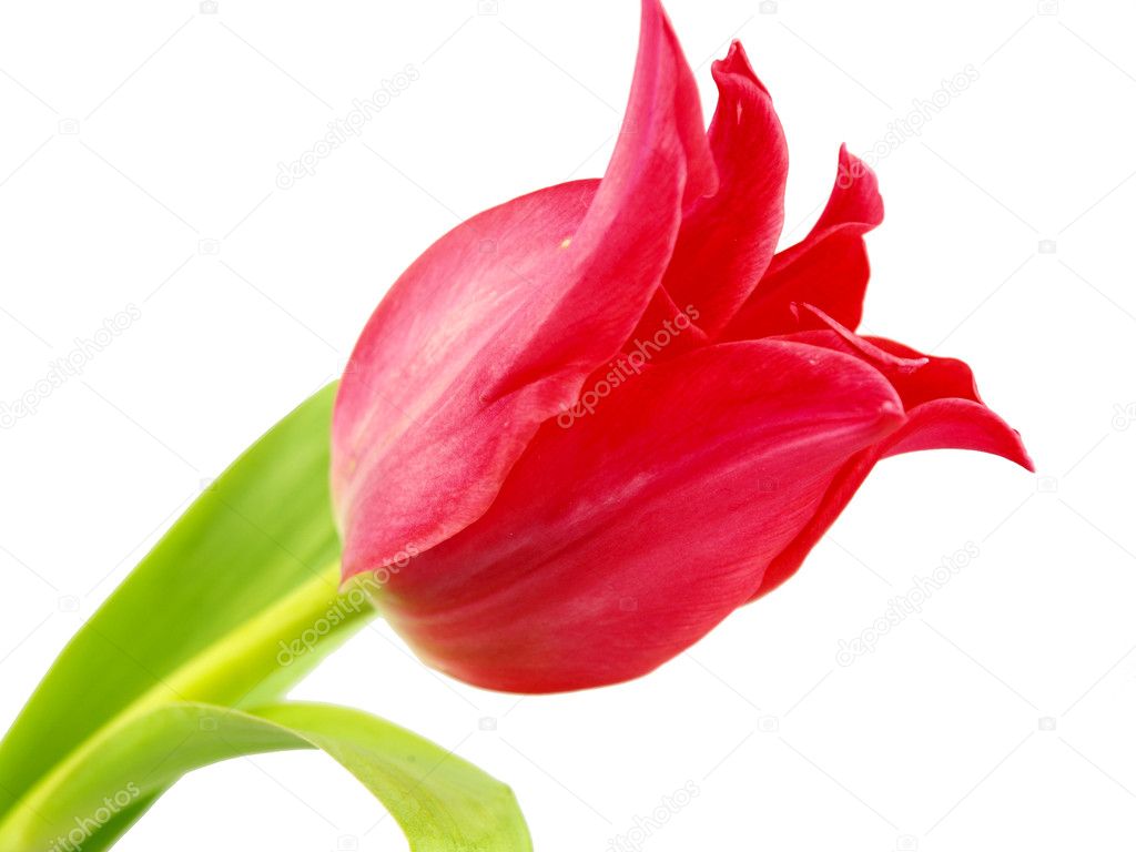 Tulip on white