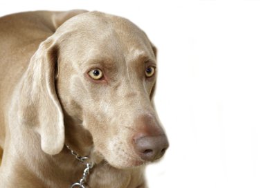 köpek yavrusu weimaraner baş portre