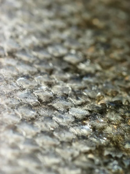 Fotografia makro świeży stek z łososia — Zdjęcie stockowe