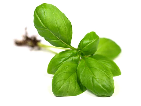 Folhas de manjericão verde no fundo branco — Fotografia de Stock