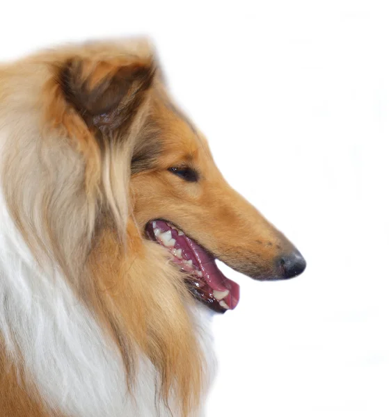 コリー犬の肖像画 — ストック写真