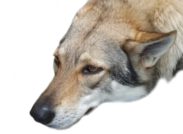 Stock image Wolf head