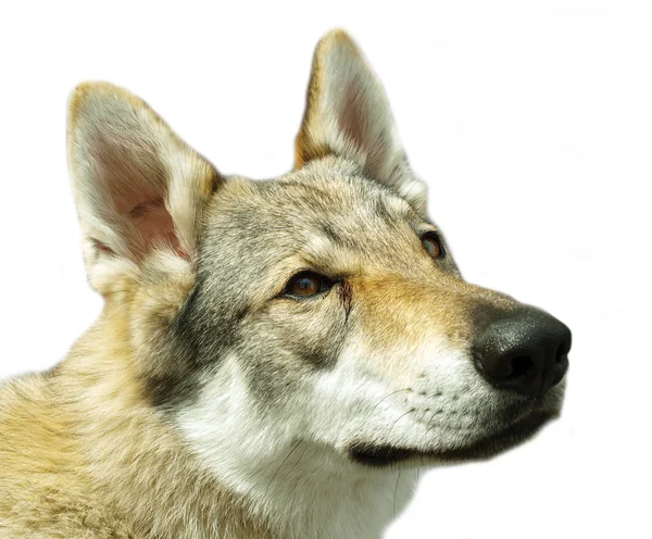 stock image Wolf head