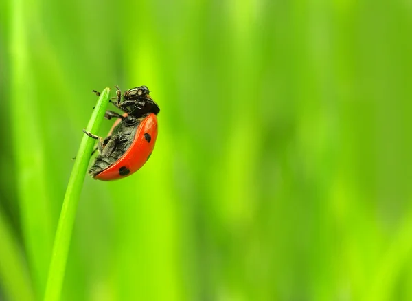 Beautiful ladybug on green — Stock Photo, Image