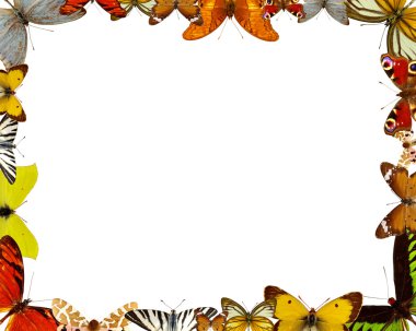 Exotic butterfly background clipart