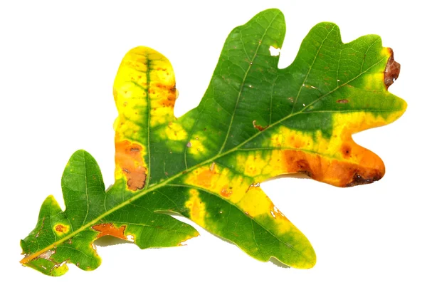 Oak leaf on white background — Stock Photo, Image