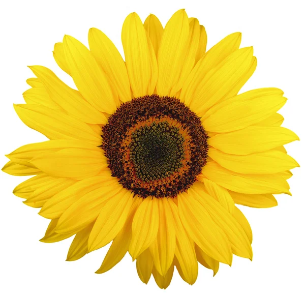 Mooie zonnebloem bloei — Stockfoto