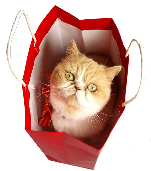 Gato de Natal em saco vermelho — Fotografia de Stock