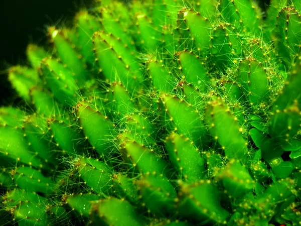 Тропический зелёный кактус — стоковое фото