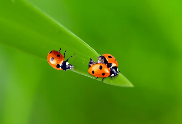 Güzel ladybugs arka plan — Stok fotoğraf