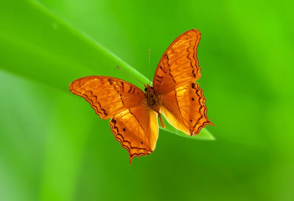 Цветная экзотическая бабочка на зеленом листе — стоковое фото