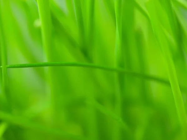 Sfondo erba cipollina — Foto Stock