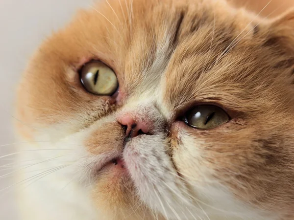Nahaufnahme Porträt einer exotischen Katze — Stockfoto