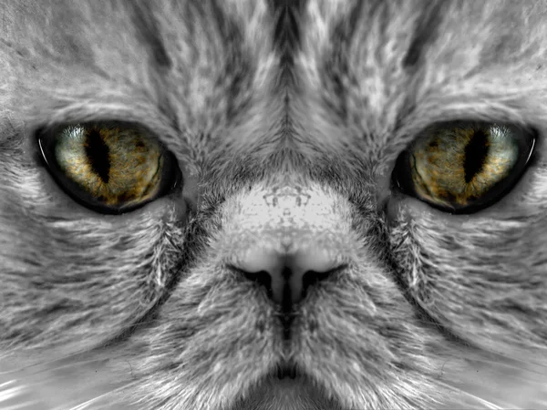 Retrato de close-up de gato exótico — Fotografia de Stock