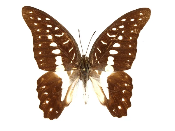 エキゾチックな蝶 — ストック写真